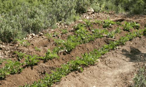 huerta ecológica naturista